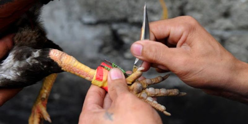 Đá gà cựa dao là hình thức được ưa chuộng tại Campuchia